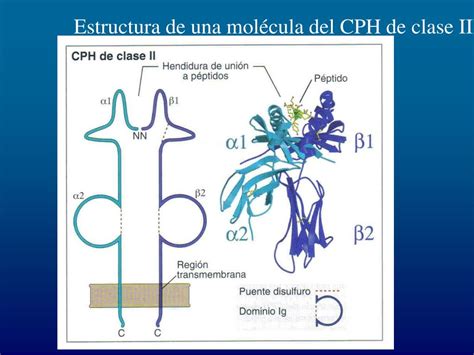 Ppt Dpto De Inmunología Universidad De Navarra Powerpoint