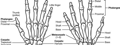 Hand Anatomy - ArthurCare