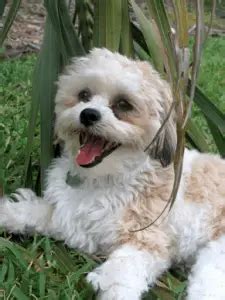 More info about the Shih Tzu Bichon Frise Mix aka the Zuchon