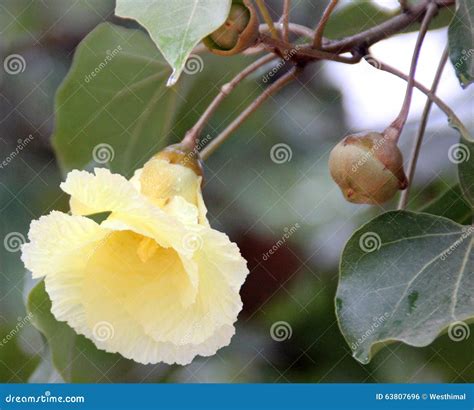 Thespesia Populnea Portia Tree Stock Photo Image Of Yellow Tree