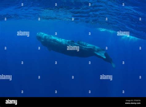 The Sperm Whale Known As Physeter Macrocephalus Is A Marine Mammal Species Order Cetacea A