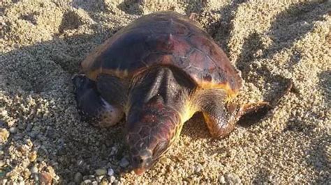 Youtg Net Villasimius Liberata In Mare La Tartaruga Caretta Caretta