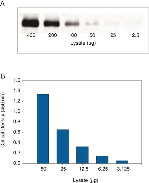 Human Phospho P S Duoset Ic Elisa Dyc R D Systems