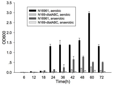 Vibrio Cholerae Pathogenesis Microbewiki