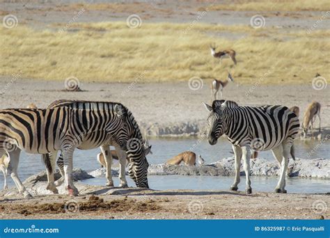 Cebras Y Agua Potable De La Gacela En Un Waterhole En El Parque