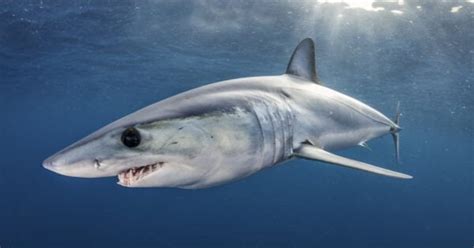 sharks     pacific ocean   animals