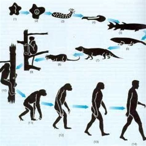 Ciencias Naturales Cuarto Las Historia Y Evolucion De La Celulas Hot