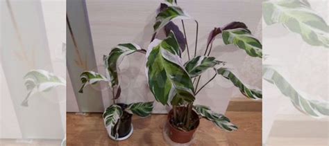 Калатея white fusion купить в Санкт-Петербурге | Товары для дома и дачи ...