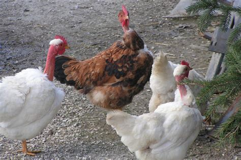 Breed Savers Naked Necks Chickens That Look Like Turkeys