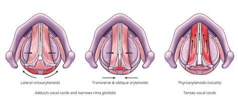 Oblique Arytenoid