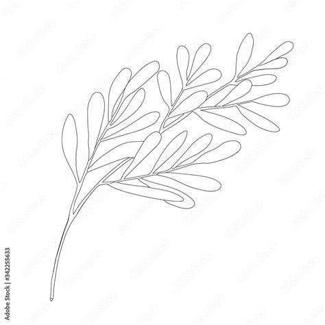 Tea Tree Leaf Outline Vector Illustration Hand Drawn Botanical Doodle