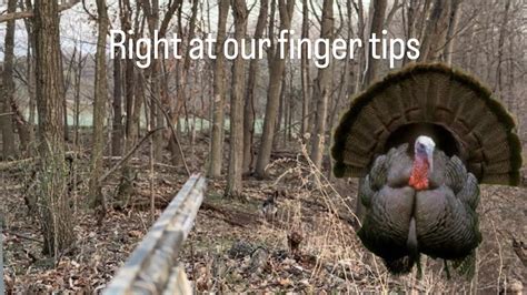 Hunting Big Timber Turkeys Midday YouTube