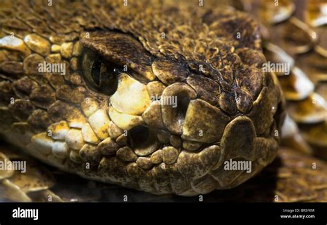 close up of head of rattlesnake Stock Photo - Alamy