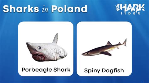 List Of Sharks In Poland With Pictures