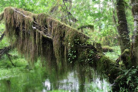 Hall of Mosses - Hoh Rain Forest Olympic National Park WA USA ...