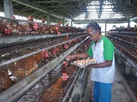 berita  informasi peternak ayam  bali terkini  terbaru hari