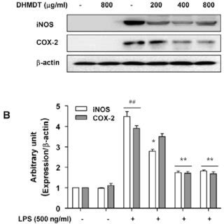 Inhibition Of No And Pge Production By Dhmdt In Lps Stimulated Raw