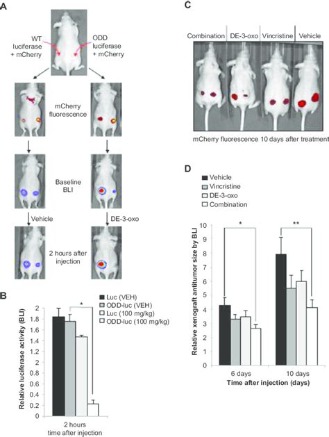 De 3 oxo decreases HiF 1α protein in vivo and reduces tumor xenograft