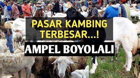 Pasar Kambing Ampel Boyolali Pasar Wedus Kliwon Jawa Tengah Youtube