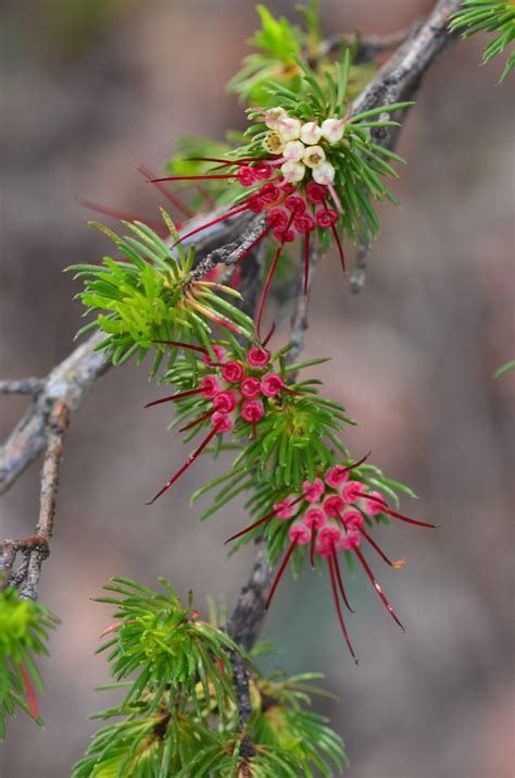 Dsc Darwinia Fascicularis Challenger Track Margaret Donald