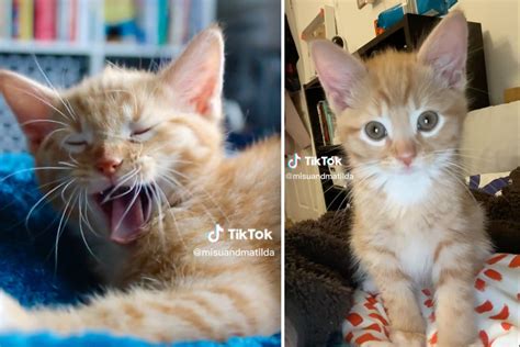 Cat Captivates Tiktok By Being Its Cute Kitten Self