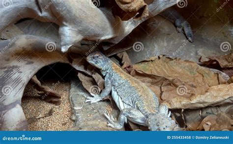 Close-up of an African Spiketail. the African Spiketail is a Species of Lizard in the Agamidae ...