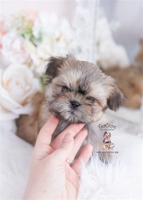 Malshi Puppy #317 | Teacup Puppies & Boutique