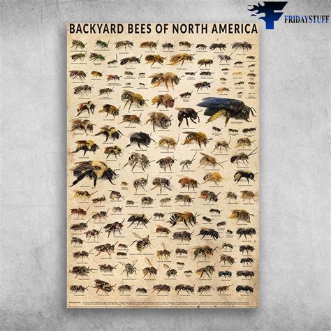 Backyard Bees Of North America, Types Of Bees In North America