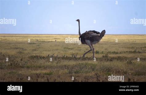 Common Ostrich Flightless Bird Stock Videos And Footage Hd And 4k Video