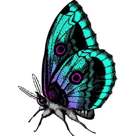 Colorful Butterflies Svg