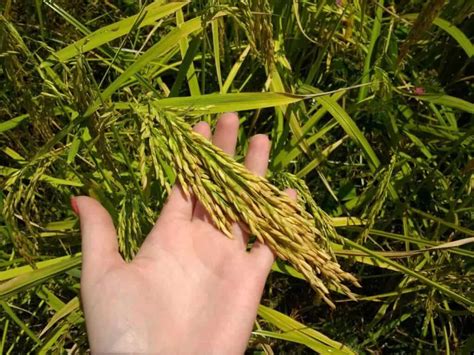 Armazenagem do arroz Tudo que você precisa saber