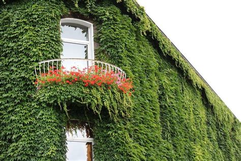 C Mo Decorar El Exterior De Tu Casa Con Plantas Trepadoras O