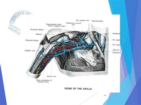 Axillary Vein Thrombosis.pdf