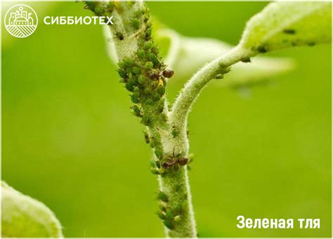Тля на яблоне — Производственная компания "СибБиоТех"