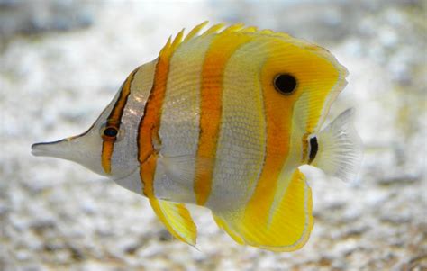 Copper Banded Butterfly Fish By Rmbphoto Viewbug