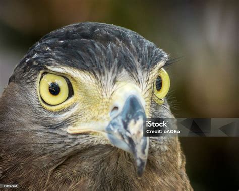 Closeup Look Of Hawk Face Stock Photo Download Image Now Animal