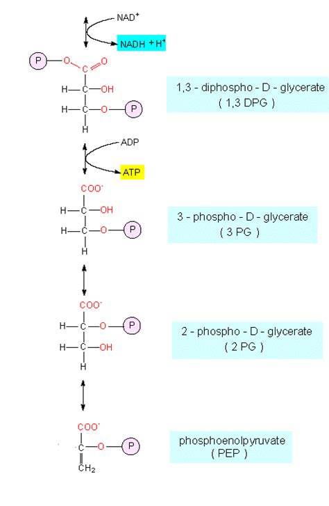 Botany Online The Cell S Basic Metabolism Glycolysis