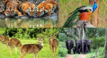 6 Day Trip From Bangalore Mysore Ooty Bandipur Coorg 209979