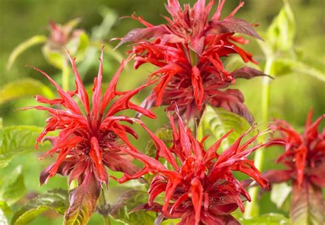 Planting Monarda: Comprehensive Guide for Growing Bee Balm
