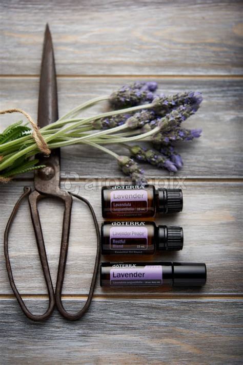 Doterra Lavender Lavender Peace Lavender Touch And Stock Photo jeobyfxdtwp8