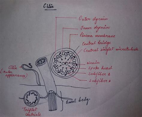 can you show the diagram and meaning of cilia - Science - Respiration ...