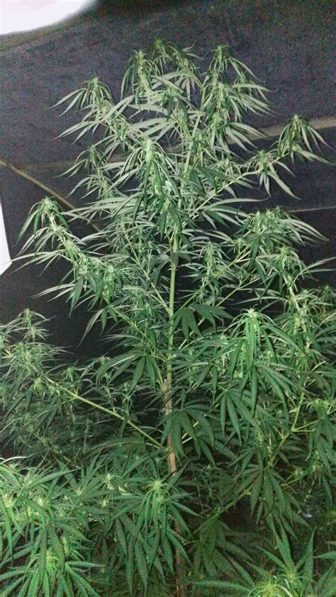 California Hash Plant Buy California Hash Plant Feminized Cannabis Seeds