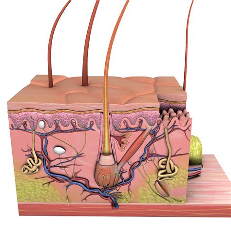 Skin Cross Section Anatomy