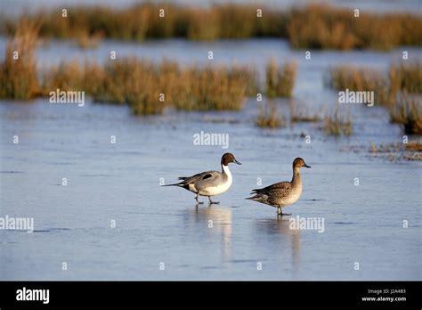 Northern pintail migration hi-res stock photography and images - Alamy