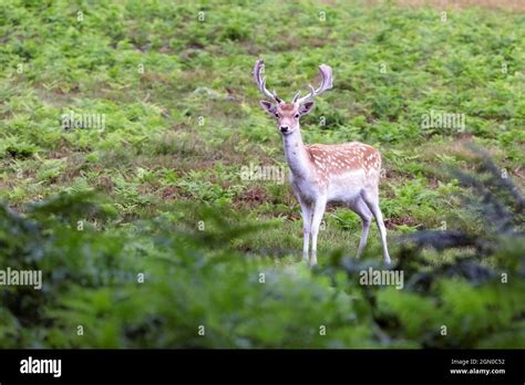 Young Fallow Deer Stag Cervus Dama Dama Dama With Small Velvet