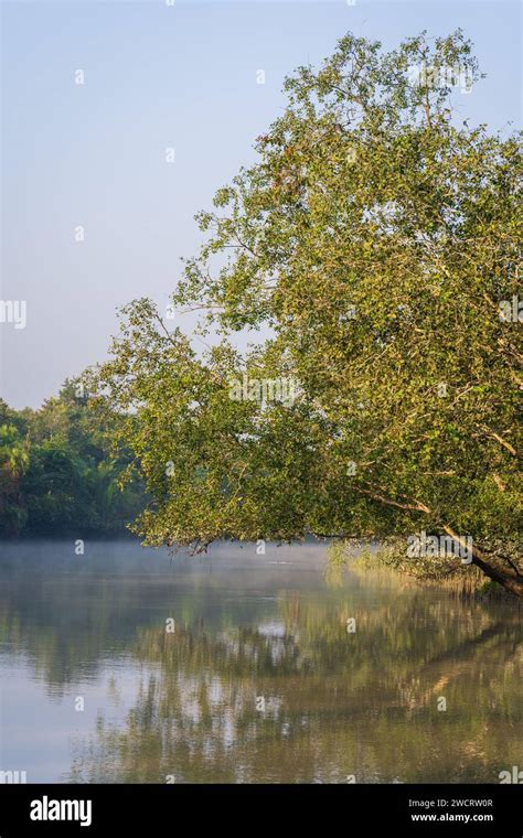 Vertical Morning Landscape View Of Mangrove Forest With Reflection In