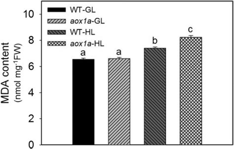 Lipid Peroxidation Measured As MDA Levels In Leaf Discs Of WT And Aox1a