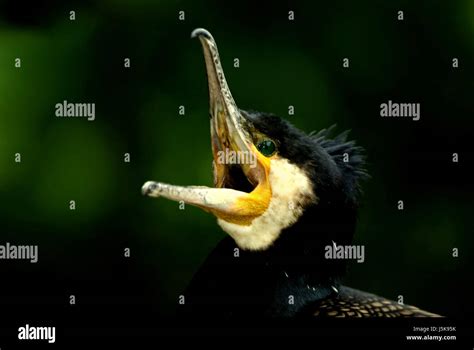 Bird Hunter Portrait Birds Animal Portrait Eyes Cormorant Beak Tele