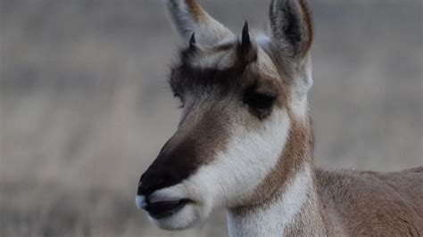 Antelope Hunting Season Kicks Off In Montana