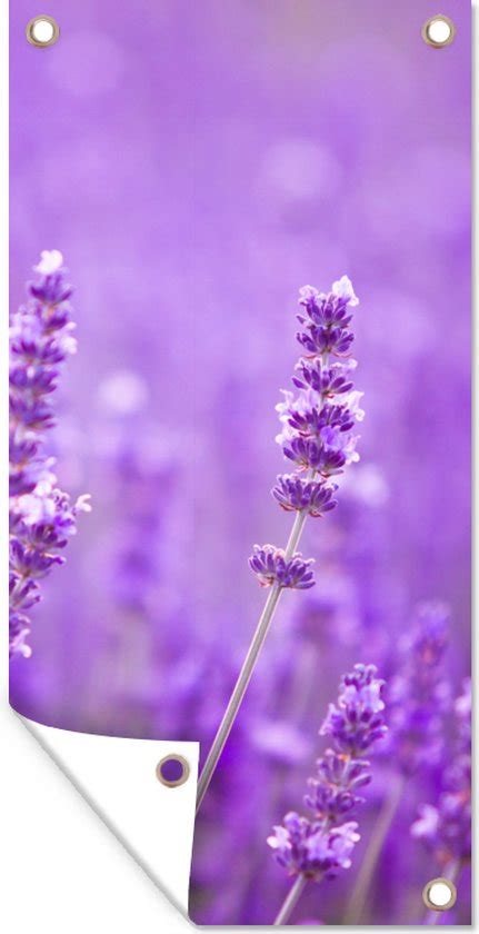 Schuttingposter Lavendel Close Up Bloemen Paars X Cm